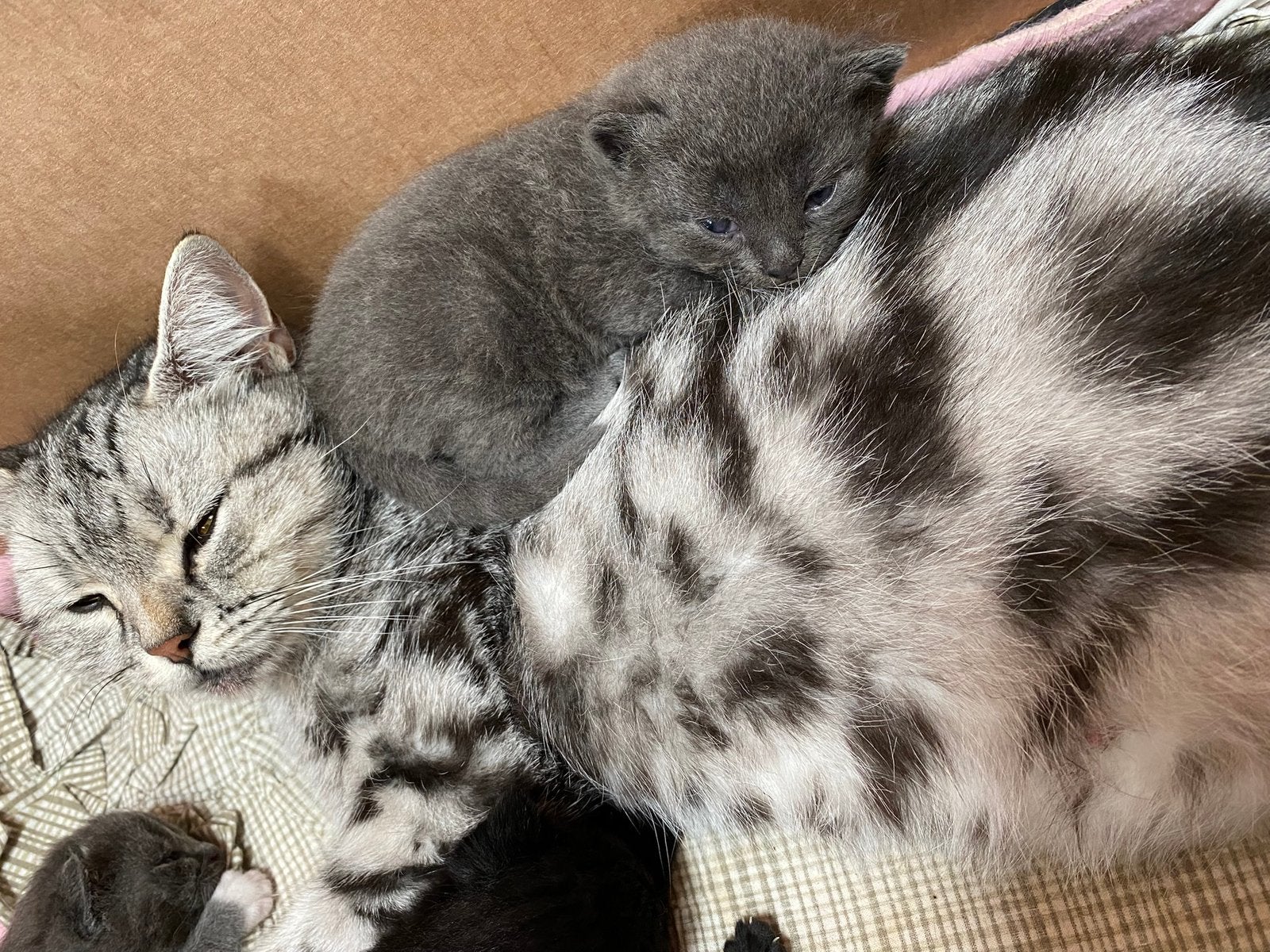 Bloedmooie Britse korthaar x Europese korthaar, Dieren en Toebehoren, Meerdere dieren, 0 tot 2 jaar