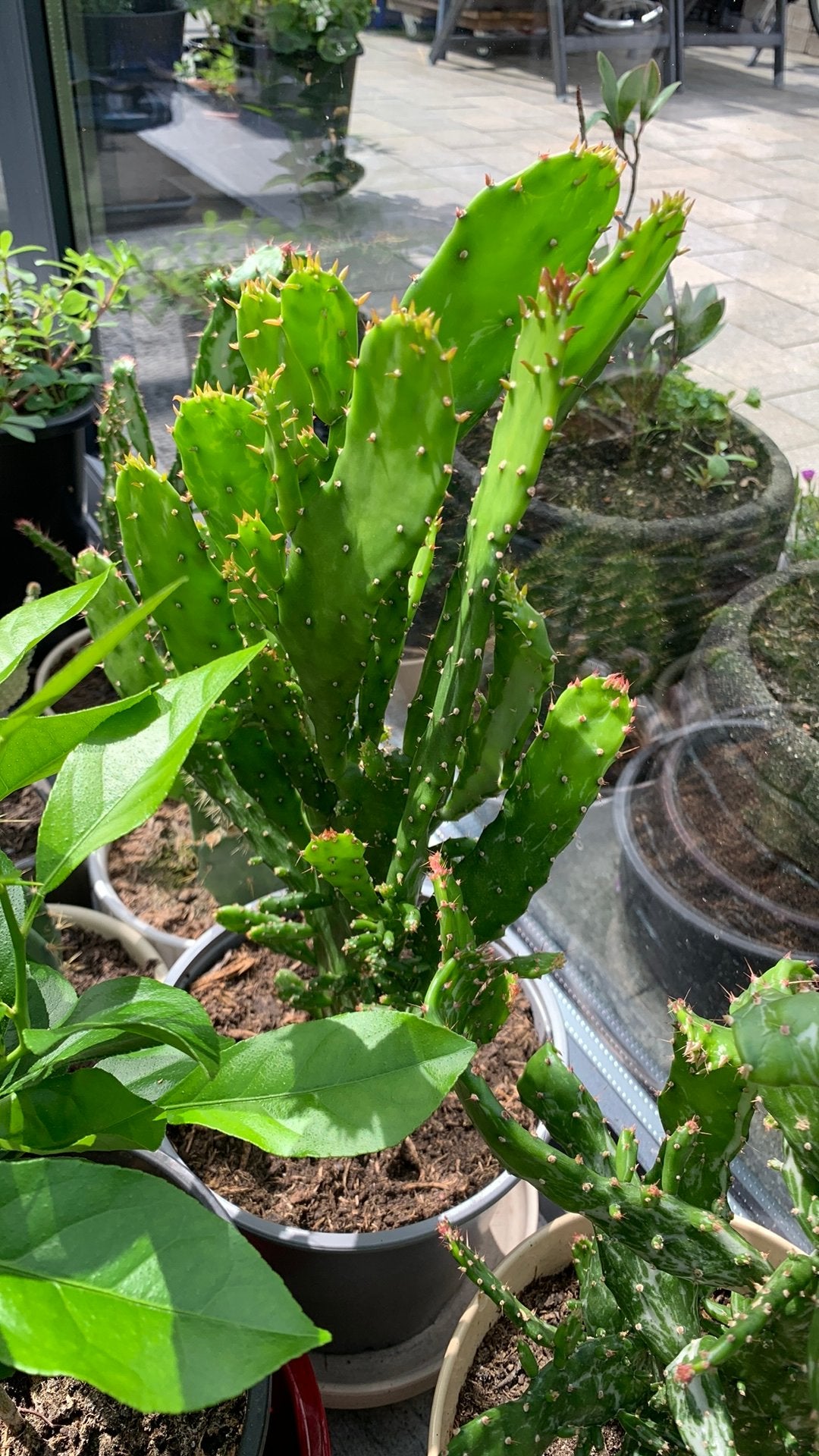 Cactus plant met pot €10, Huis en Inrichting, Kamerplanten, Ophalen, Cactus, Volle zon, Minder dan 100 cm
