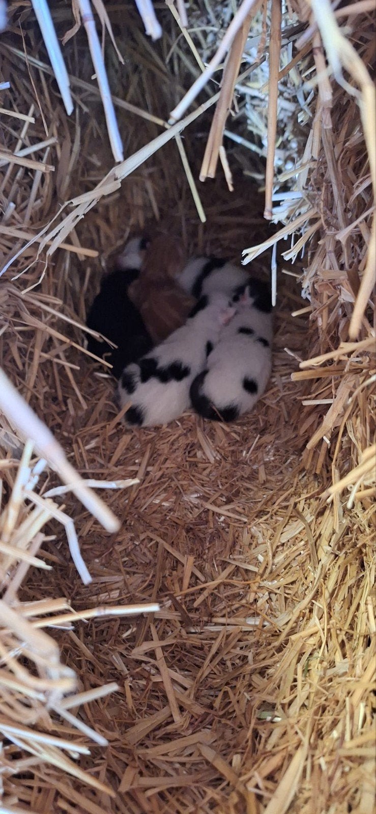 kittens, 0 tot 2 jaar