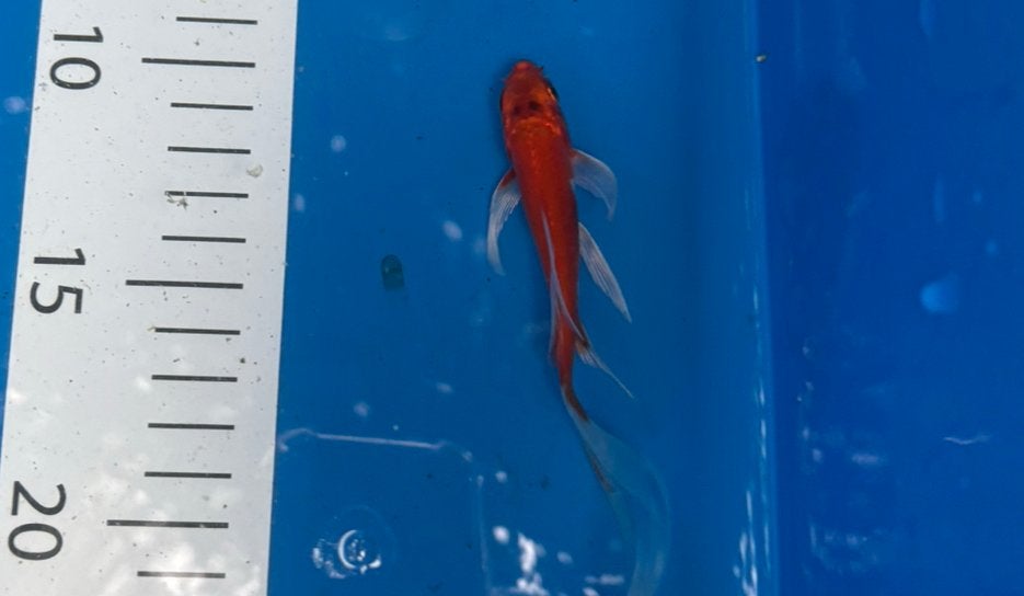 Najaars actie!!  Baby butterfly koi mix, Karper of Koi
