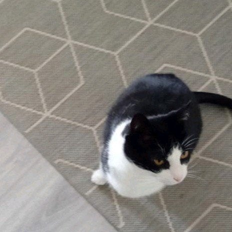 Goed tehuis gezocht voor Tommy, Kater, Kortharig, 6 jaar of ouder