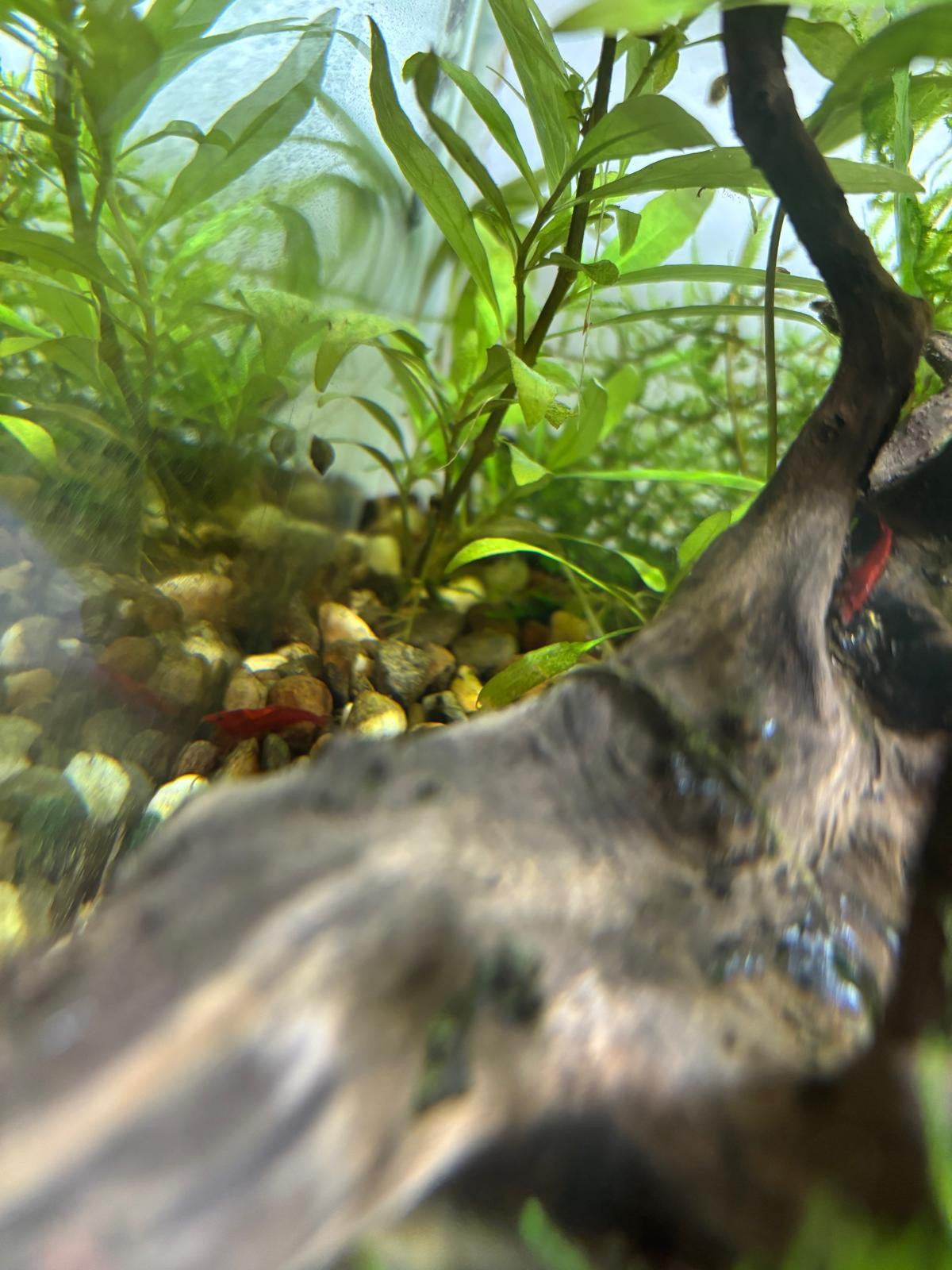 Red cherry garnalen, Kreeft, Krab of Garnaal, Zoetwatervis, Schoolvis