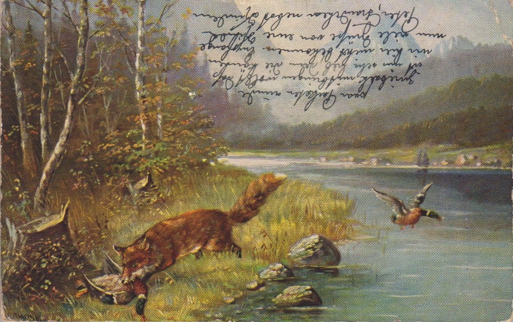 Jacht Jagen. Vos Fazanten A.Müller. Zeer oude AK 1910, Verzenden, Voor 1920, Gelopen, Natuur