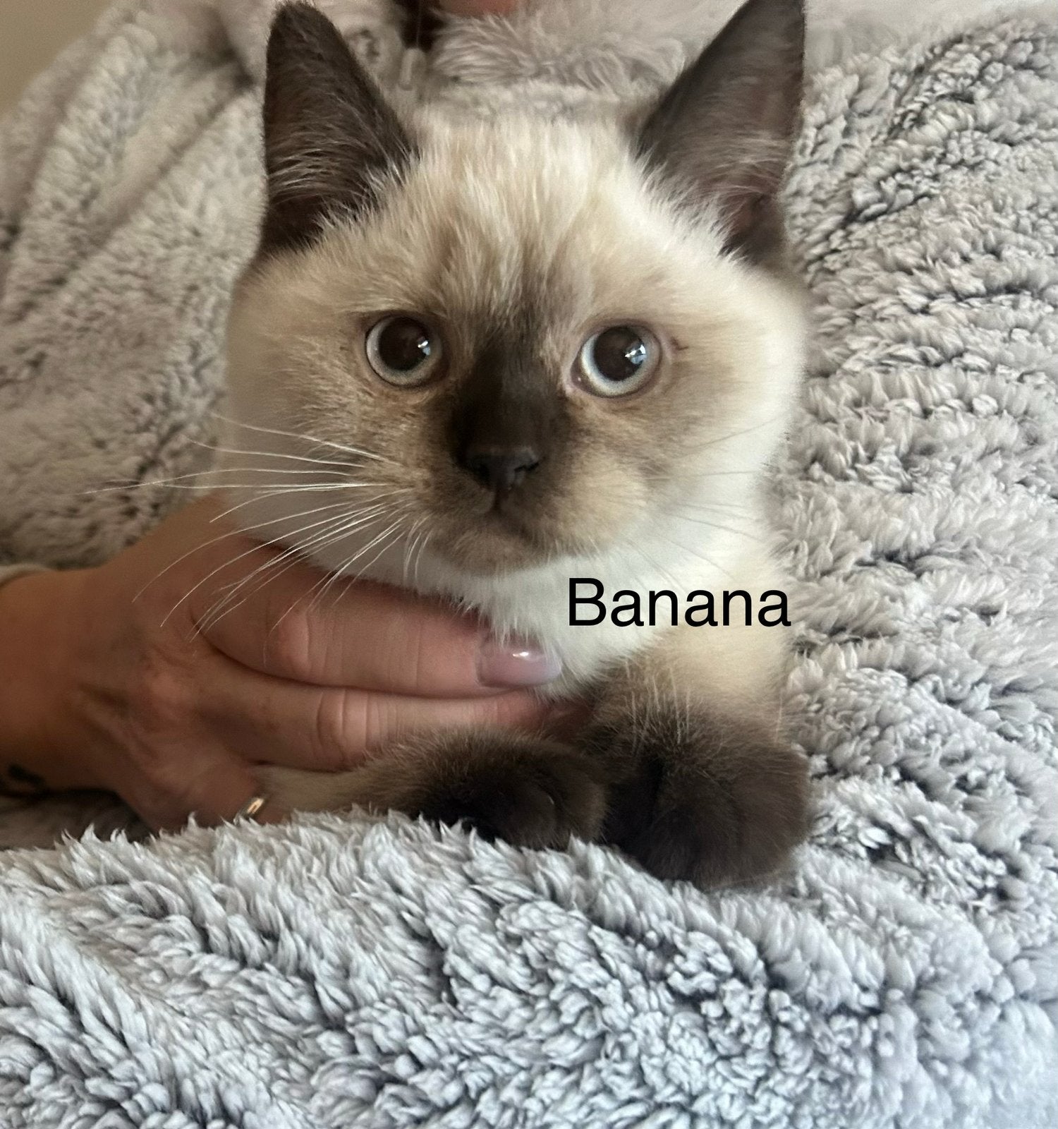 Brits kort haar kittens, Meerdere dieren, Met stamboom, 0 tot 2 jaar