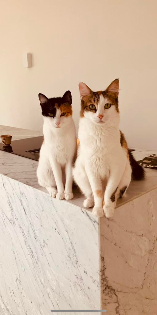 Warm, rustig thuis gezocht moeder & dochter Coco & Lola, Dieren en Toebehoren, Poes, Ontwormd