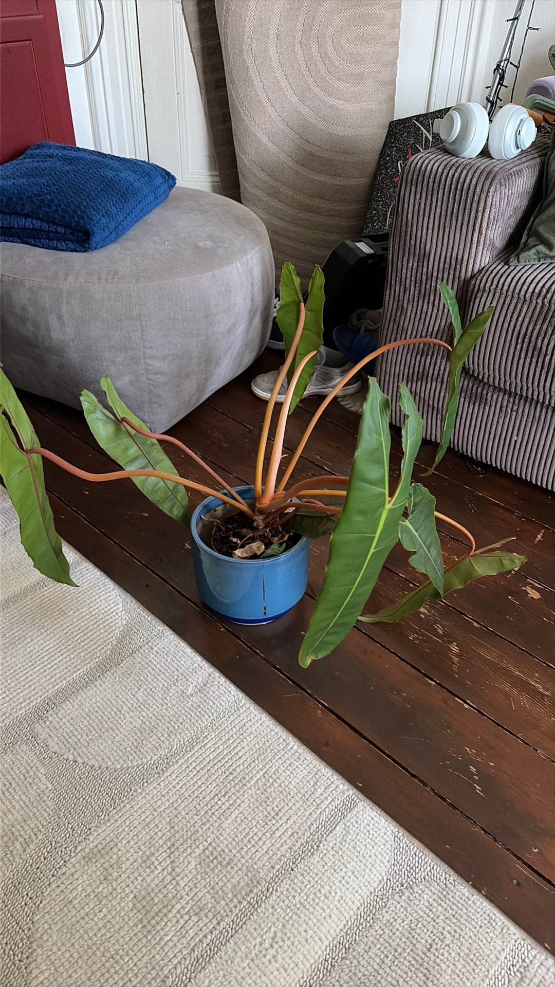 Philidendron plant, Ophalen, Halfschaduw, Minder dan 100 cm