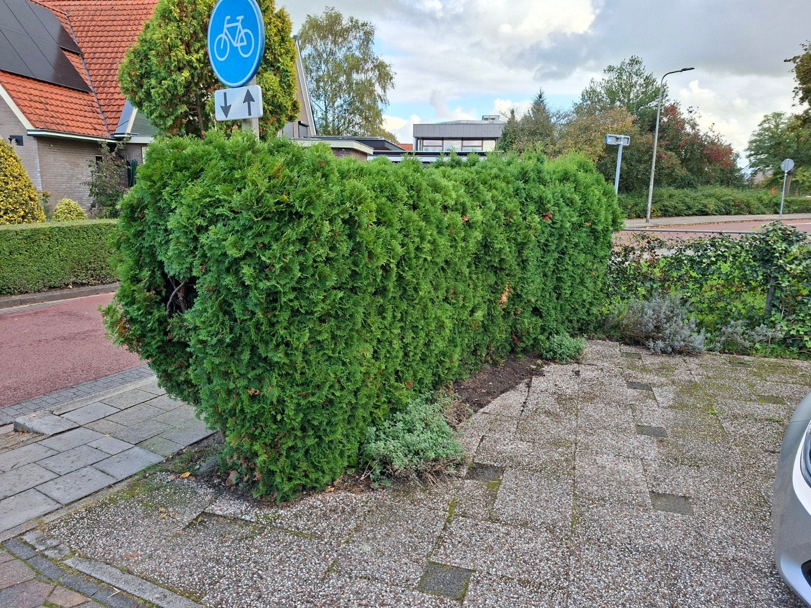 Coniferenhaag 5 meter - Gratis zelf uitgraven, Tuin en Terras, Vaste plant, Bloeit niet, Halfschaduw, Ophalen