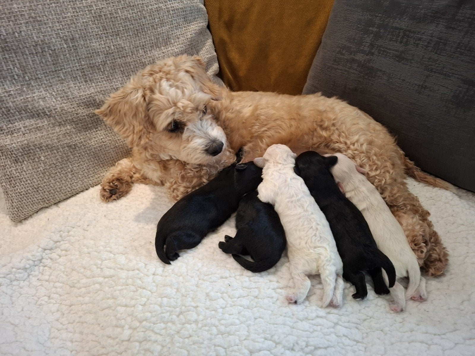 Super mooie en kleine Maltipoo pups., Dieren en Toebehoren, Honden | Chihuahua's en Gezelschapshonden, Overige rassen, 8 tot 15 weken