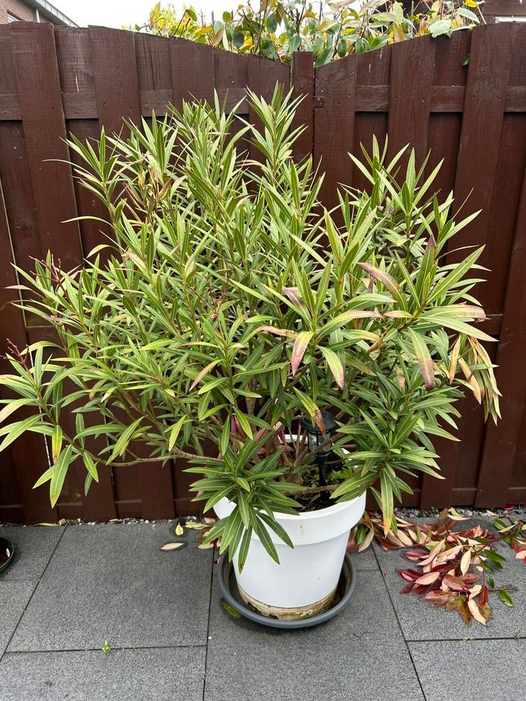 Grote oleander roze bloem, Ophalen, 100 tot 250 cm