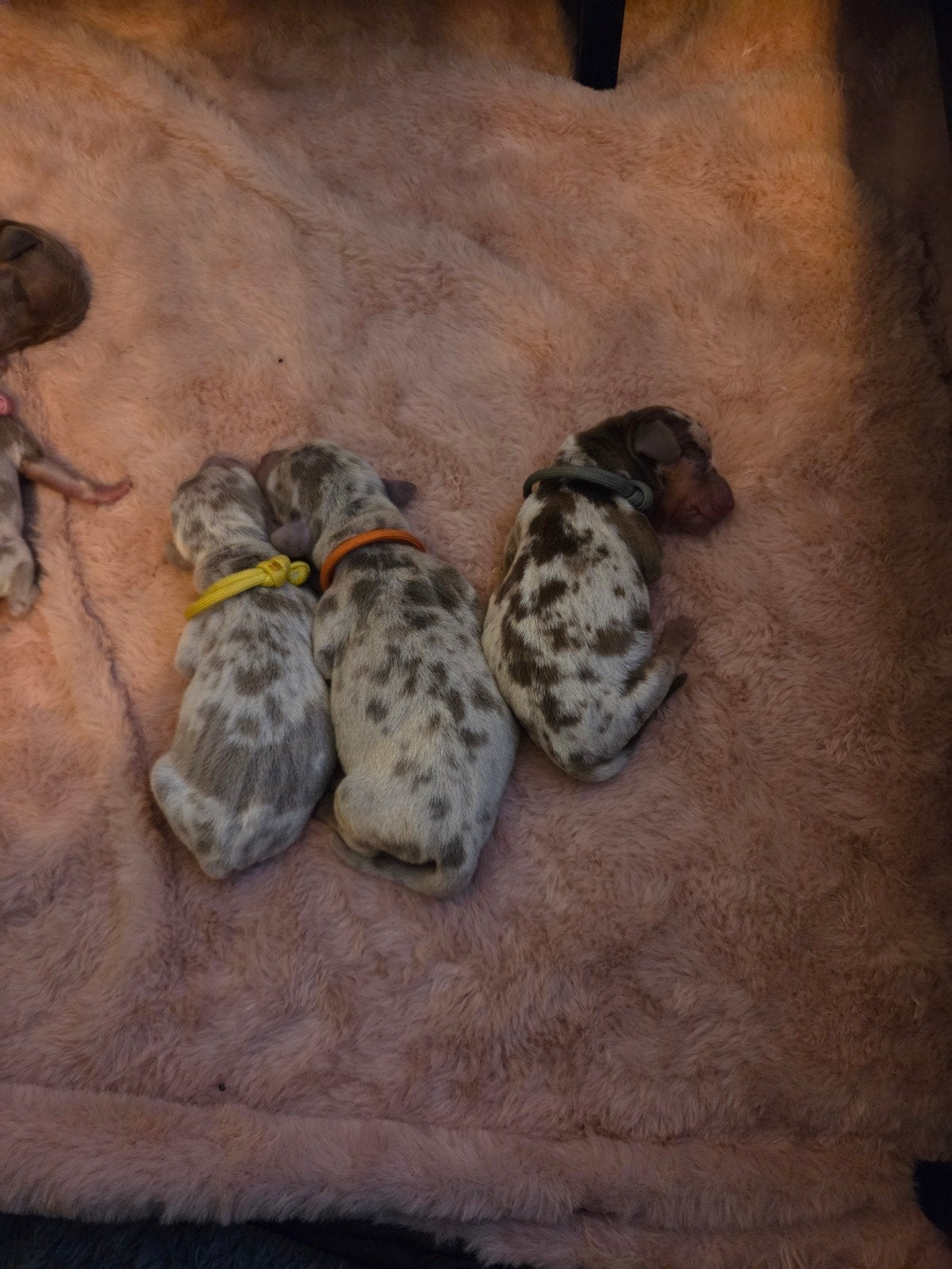 Dwerg teckel pups, Dieren en Toebehoren, 8 tot 15 weken, Korthaar, Dwerg, Meerdere