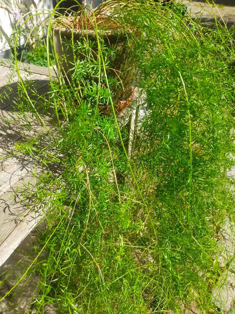 Mooie huiskamer plant, asperge plant aardewerk pot, Ophalen, Halfschaduw, Minder dan 100 cm