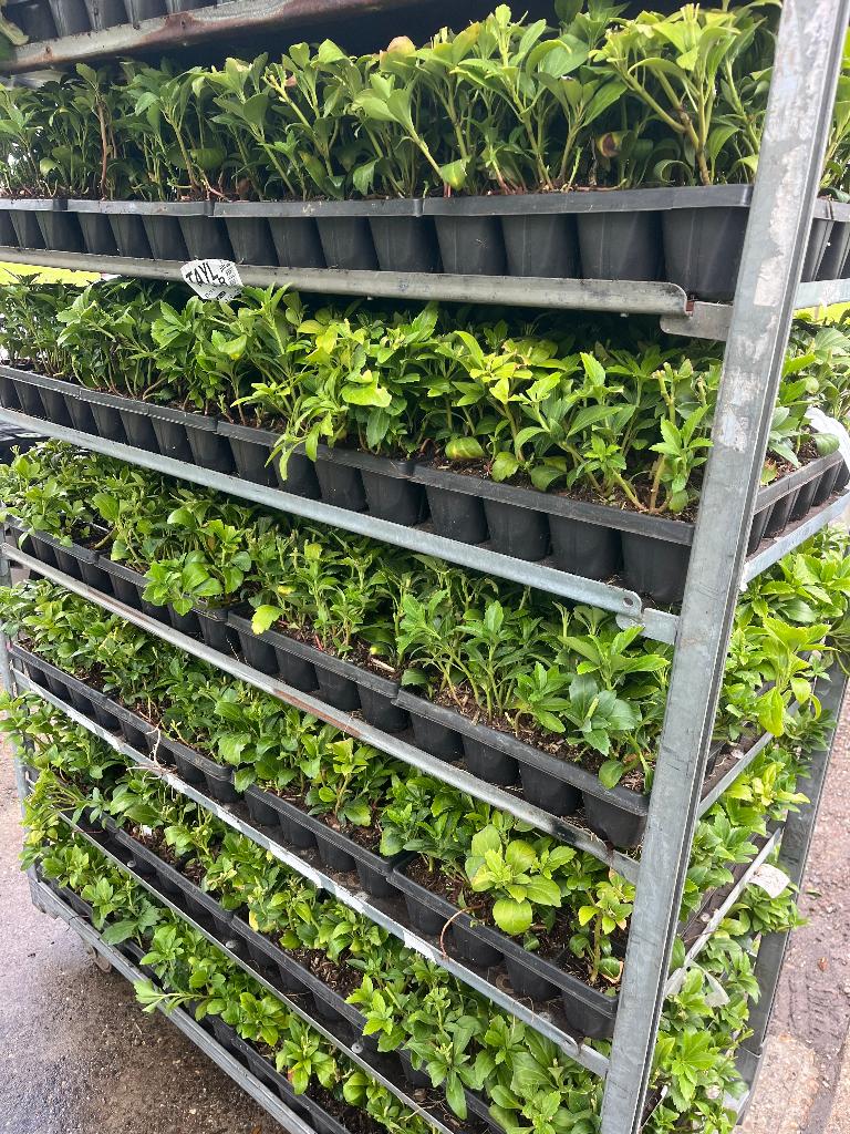 Bodembedekker, PACHYSANDRA 'GREEN CARPET' groenblijvend, Ophalen, Bodembedekkers, Vaste plant, Volledige schaduw