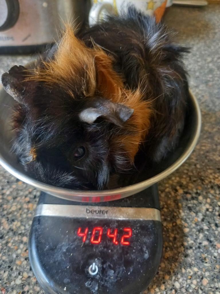 Cavia, Maart, Meerdere dieren, Cavia