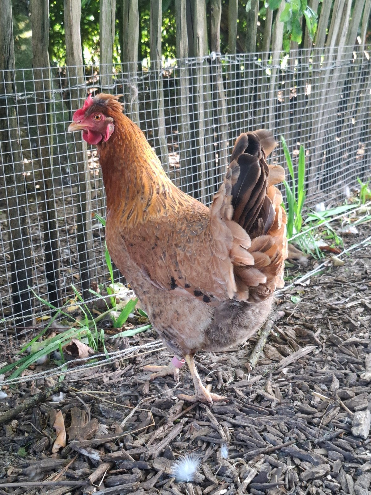 4 kleurlegger hennen, Dieren en Toebehoren