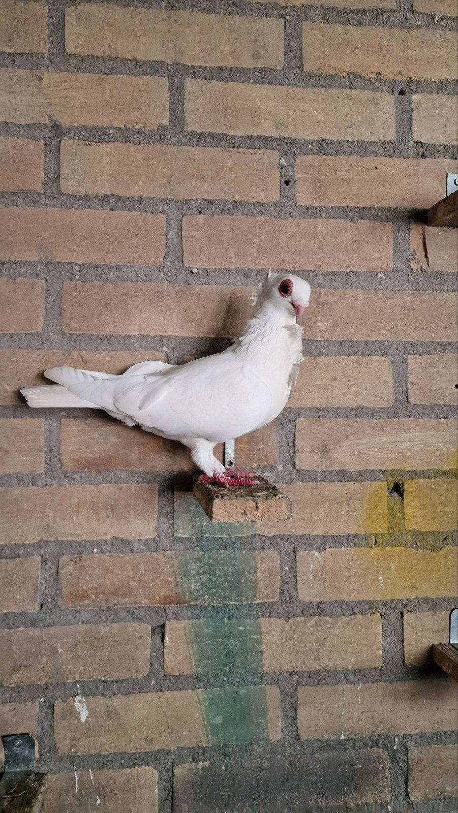 Duivin oosterse meeuw, Dieren en Toebehoren, Vogels | Duiven, Vrouwelijk, Kropper