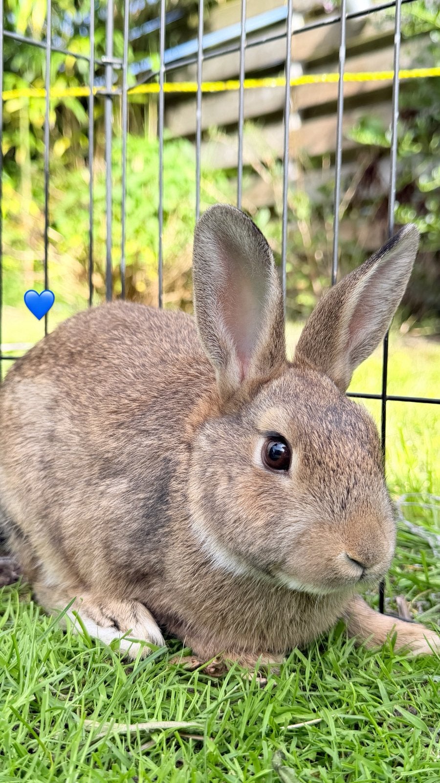 Jonge konijntjes – mannetjes, Dieren en Toebehoren, Meerdere dieren