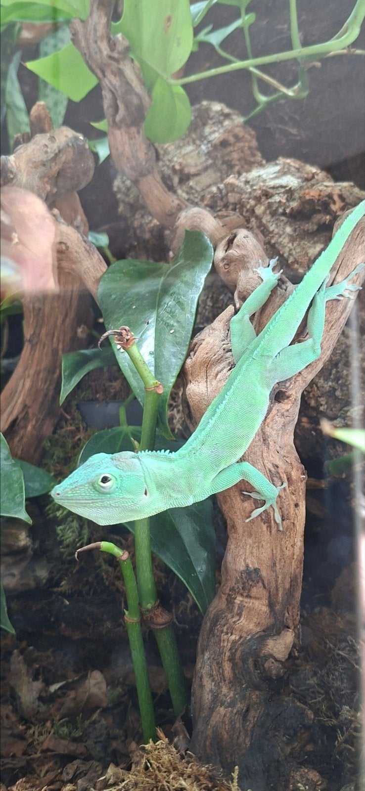 gezocht volwassen vrouwtje Anolis garmani