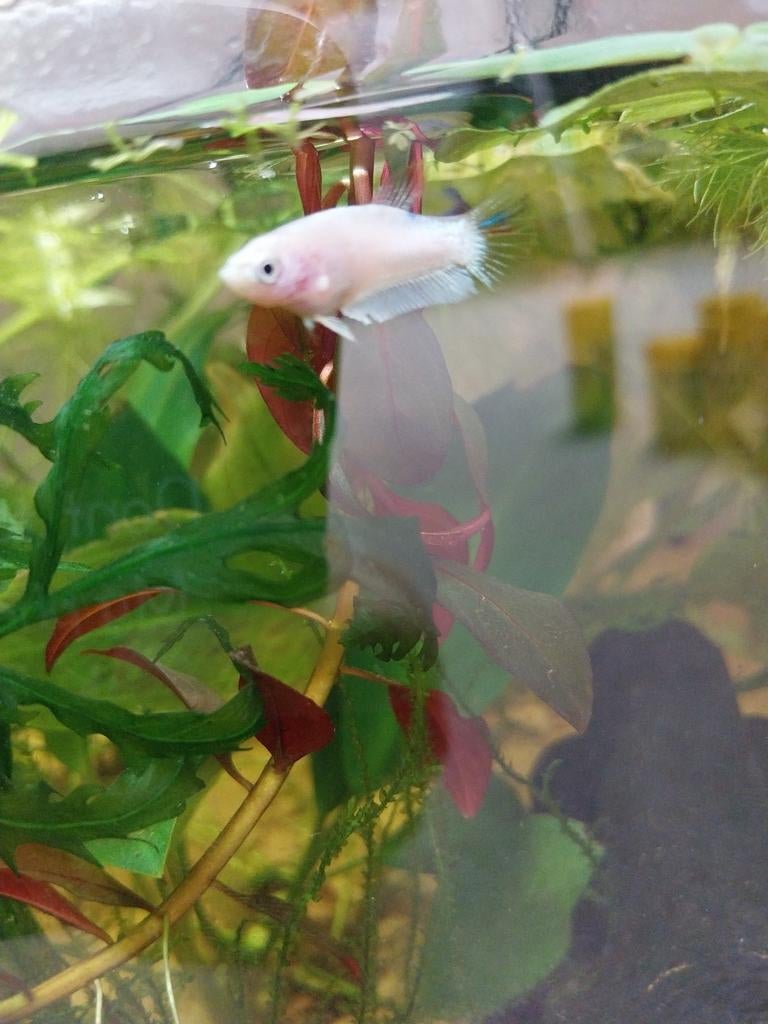 Betta babys, Dieren en Toebehoren, Vis, Zoetwatervis