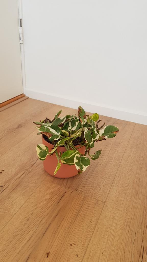 Epipremnum pinnatum njoy kamer plant, Ophalen of Verzenden, Halfschaduw, Minder dan 100 cm