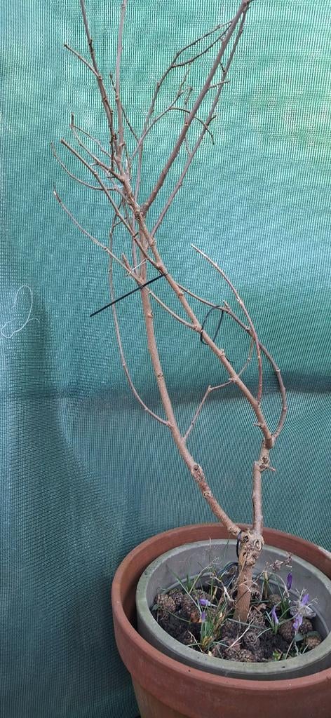 Witte Moerbeiboom, 2 stammig. Draagt nu vruchtjes, Tuin en Terras, Planten | Bomen, Overige soorten, 100 tot 250 cm, Zomer, Ophalen