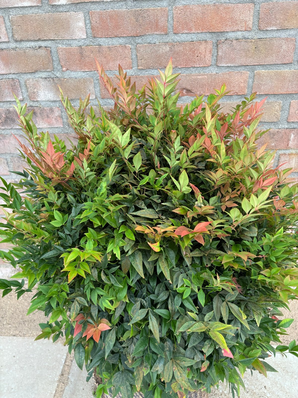 Grote Nandina Domestica 'Gulfstream' - Hemelse Bamboe, Ophalen, Bloeit niet, Overige soorten
