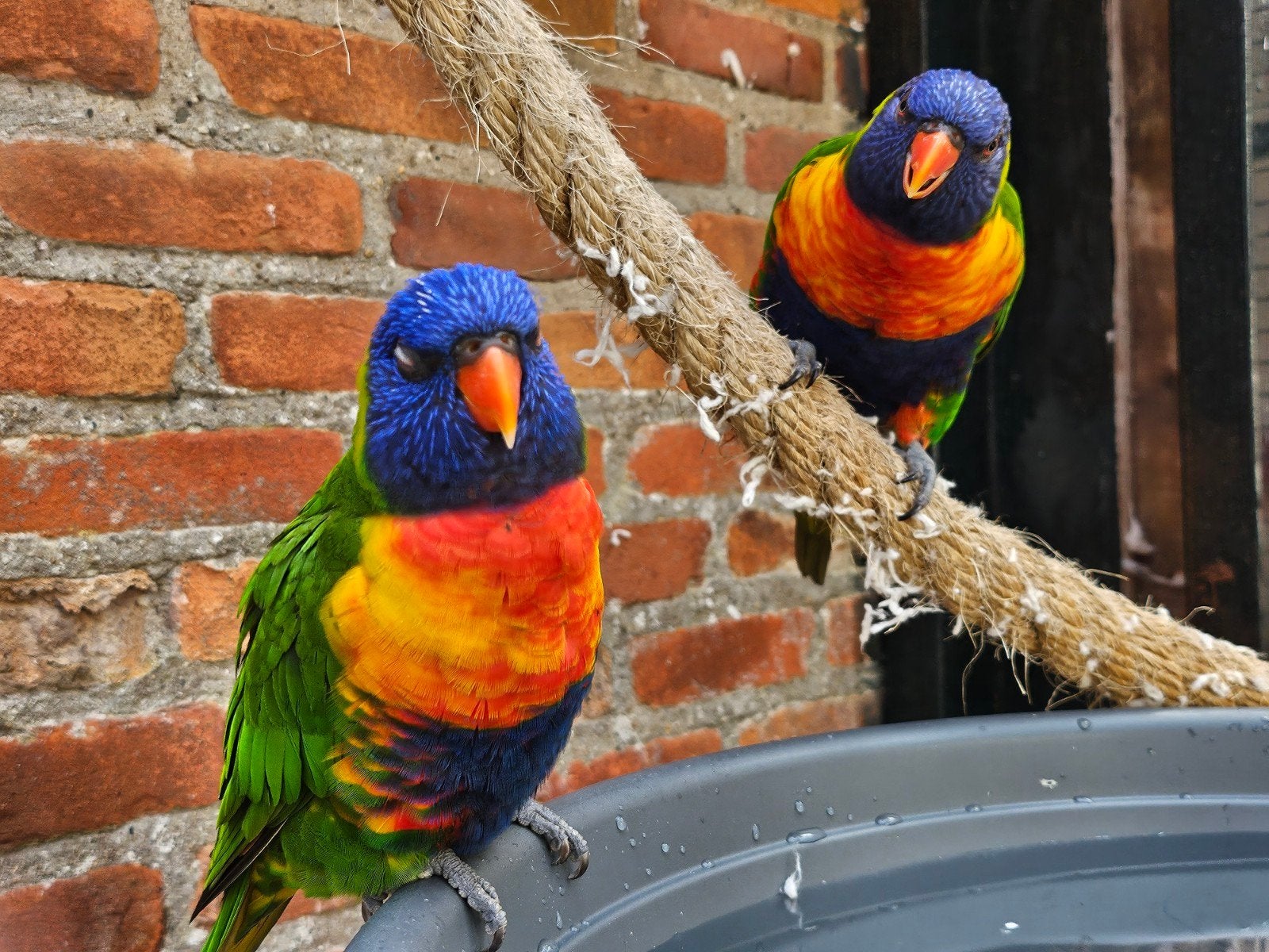 koppel lori van de blauwe bergen, Dieren en Toebehoren, Meerdere dieren, Papegaai