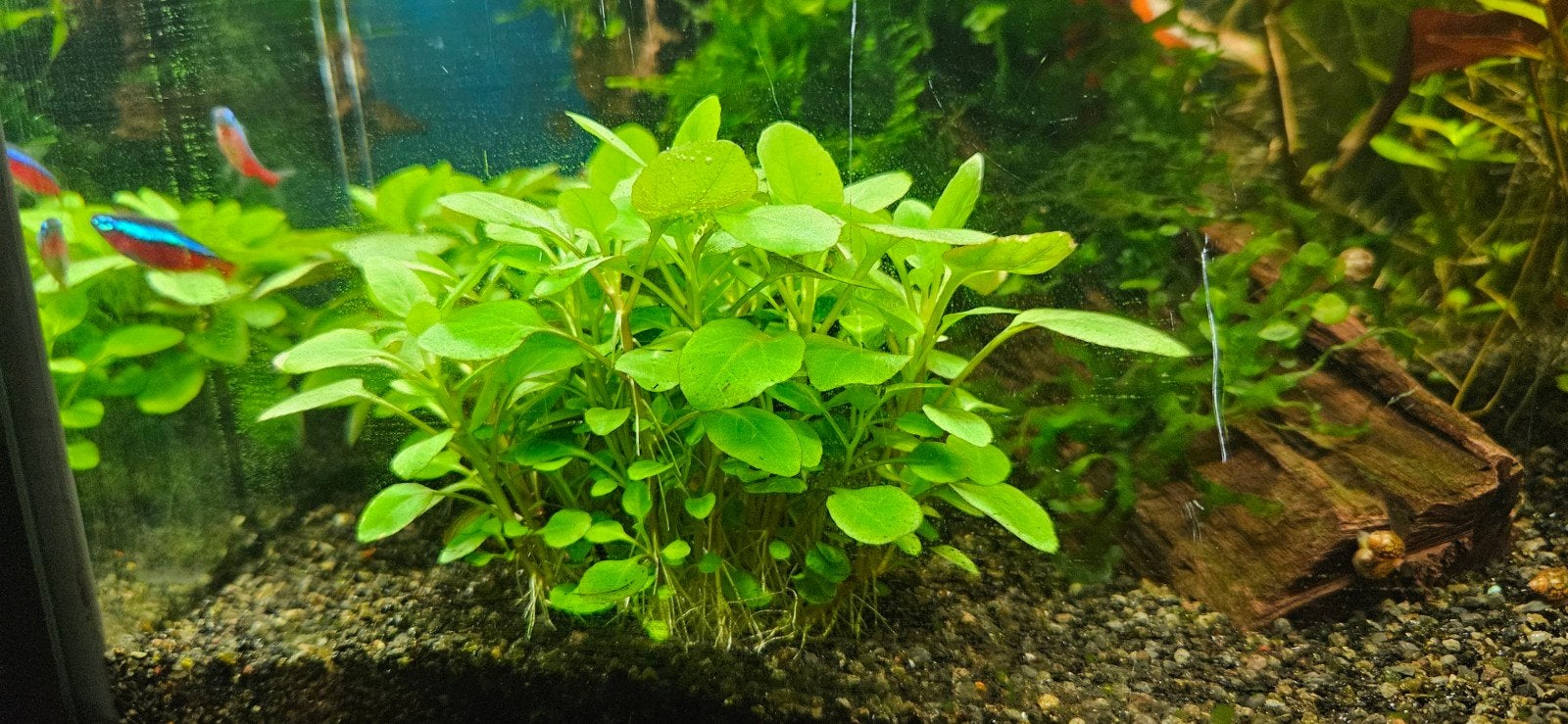 Aquariumplant stek - Lobelia cardinalis 'mini', Ophalen of Verzenden, Nieuw, Plant(en), Steen of Hout