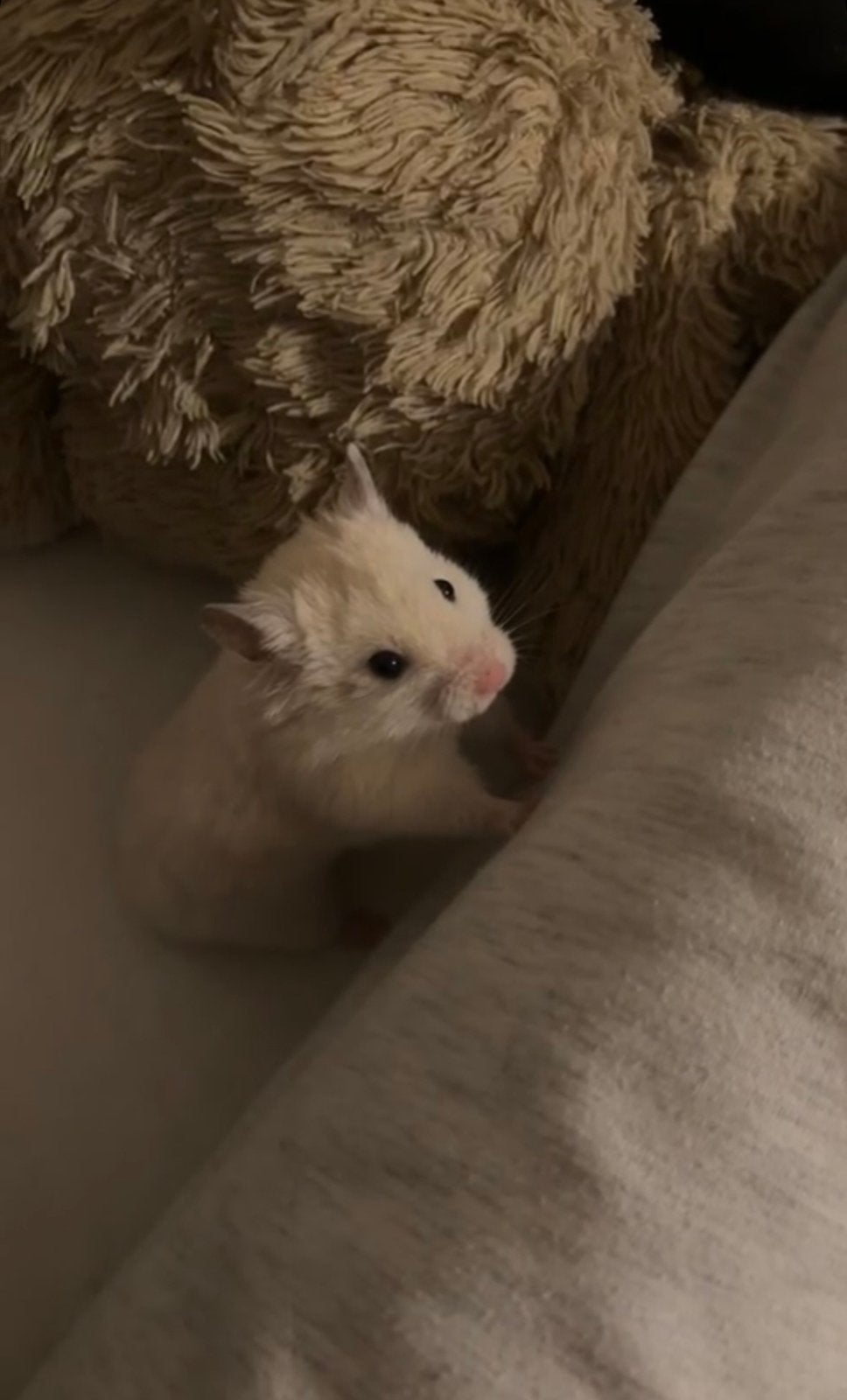 Goudhamster Beige/Wit, Dieren en Toebehoren, Hamster, Mannelijk, Tam, September