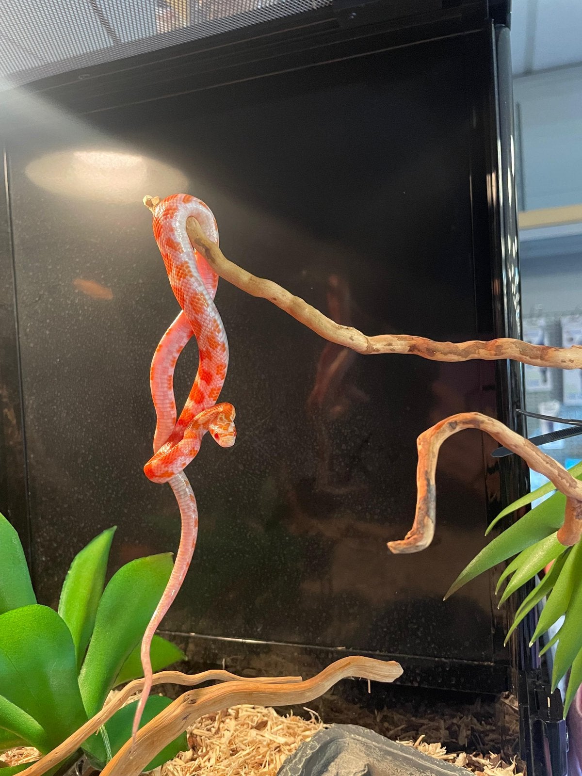 Rattenslangen Rat Snake photo 6