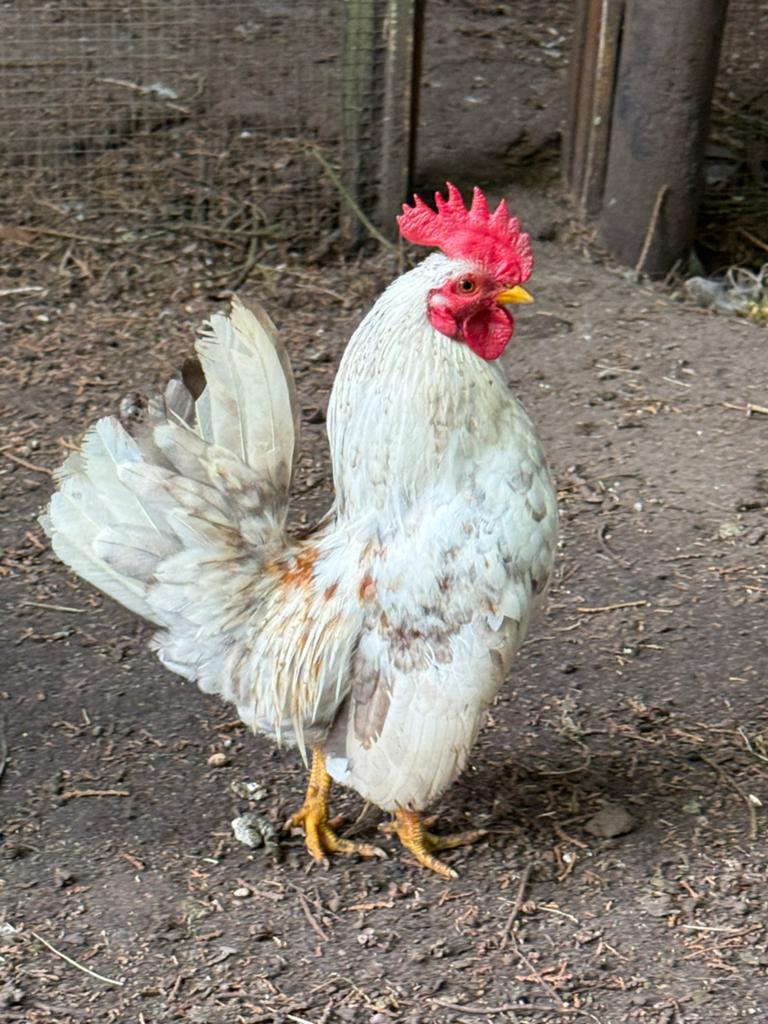 Sebright - serama haan, Dieren en Toebehoren, Mannelijk, Kip