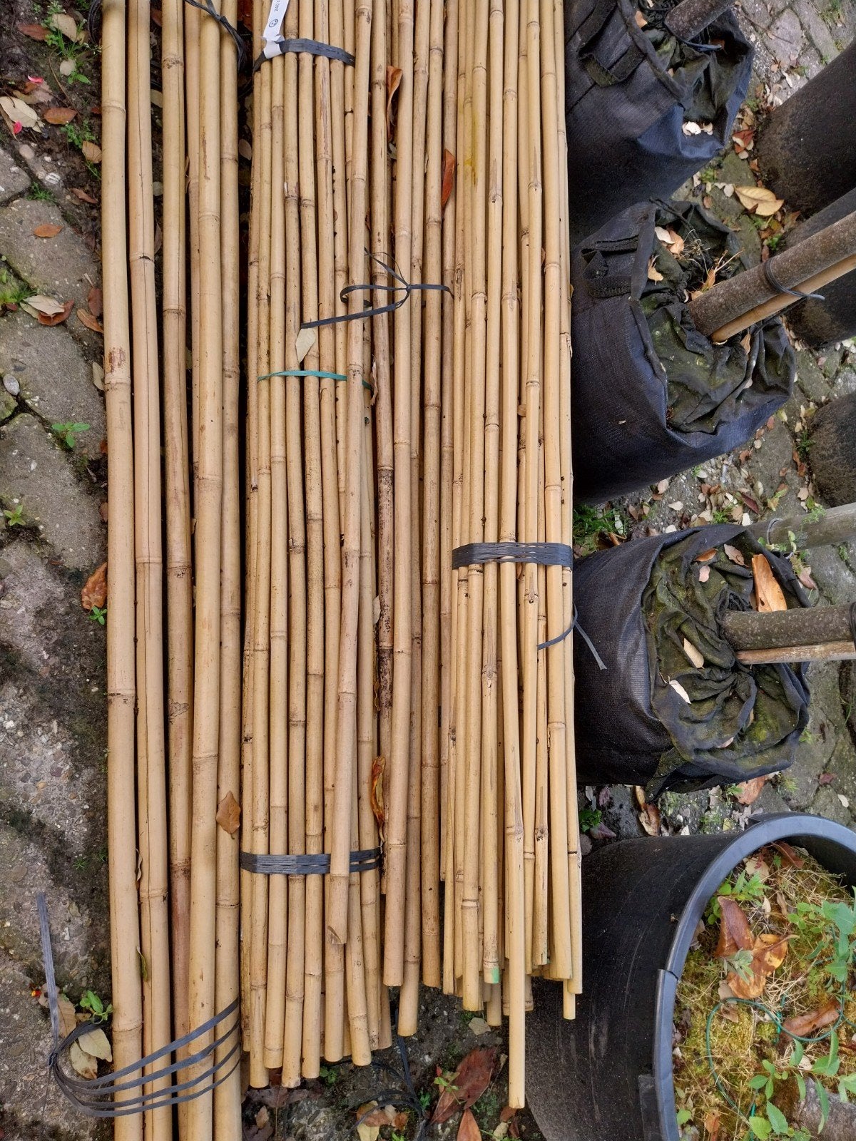 Bamboe stokken voor tuin en planten, Tuin en Terras, Planten | Tuinplanten, Ophalen, Bloeit niet, Overige soorten, Halfschaduw