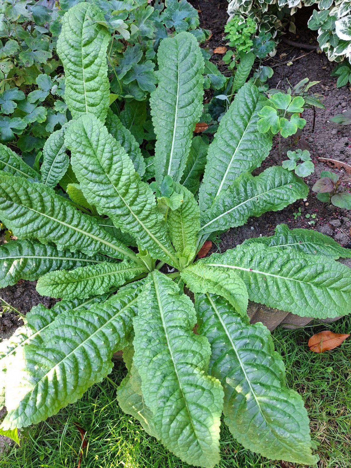 Kaardebol planten - beschermde soort voor uw tuin, Ophalen, Herfst, Tweejarig, Halfschaduw