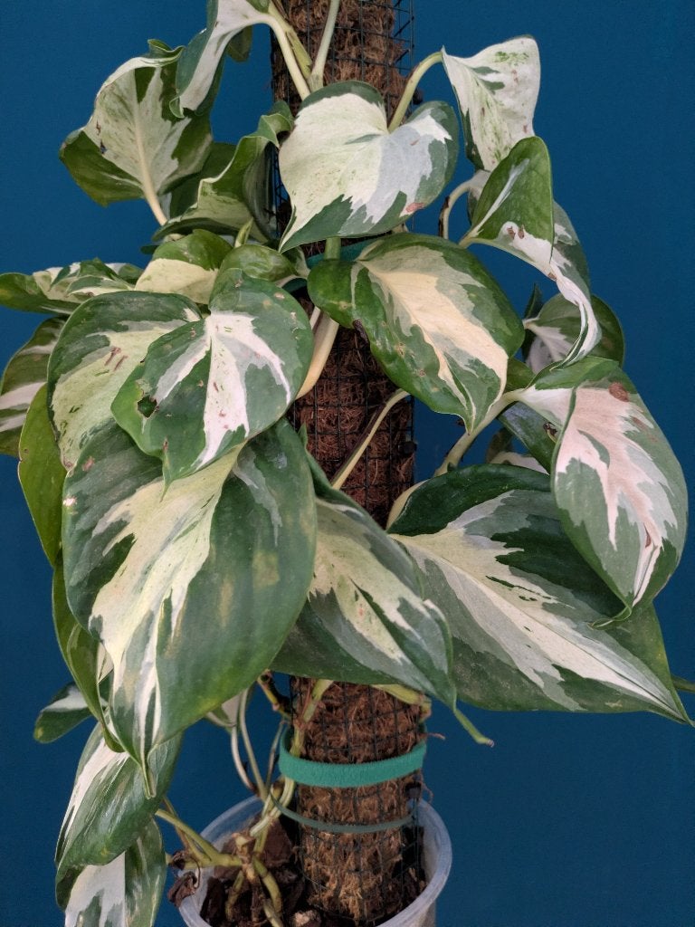Epipremnum Manjula stek, Ophalen of Verzenden, Halfschaduw, Minder dan 100 cm