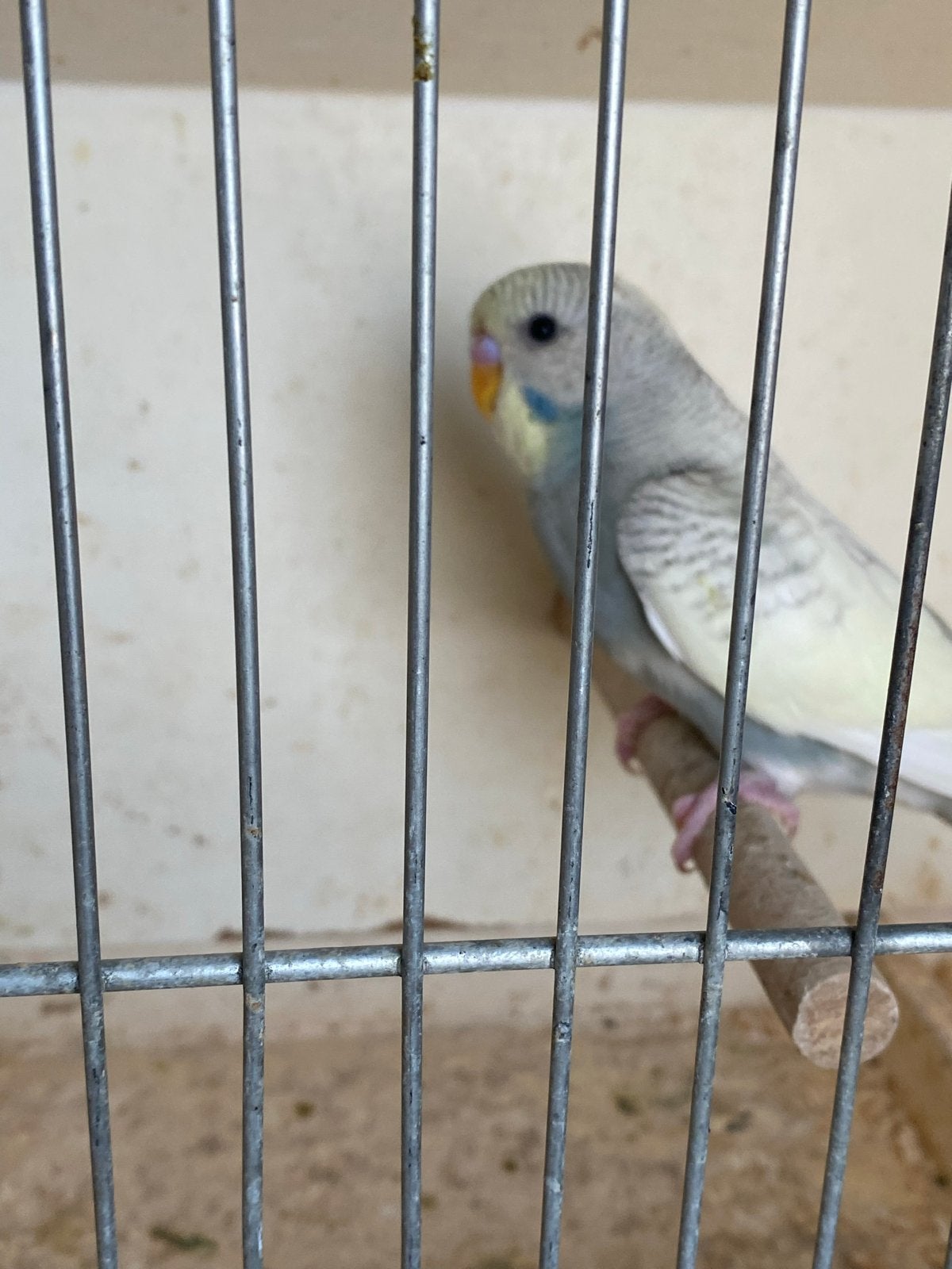 Jongen grasparkiet, Dieren en Toebehoren, Vogels | Parkieten en Papegaaien, Geslacht onbekend, Parkiet