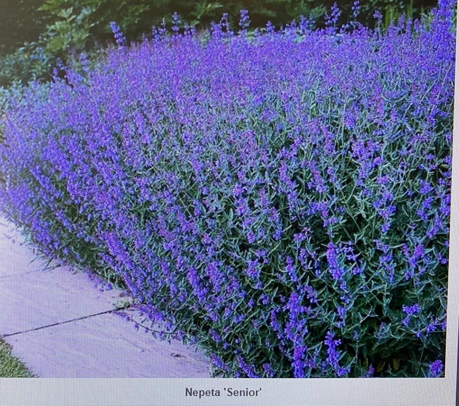 Gezocht kattenkruid ( zie foto), Ophalen of Verzenden, Overige soorten, Minder dan 100 cm