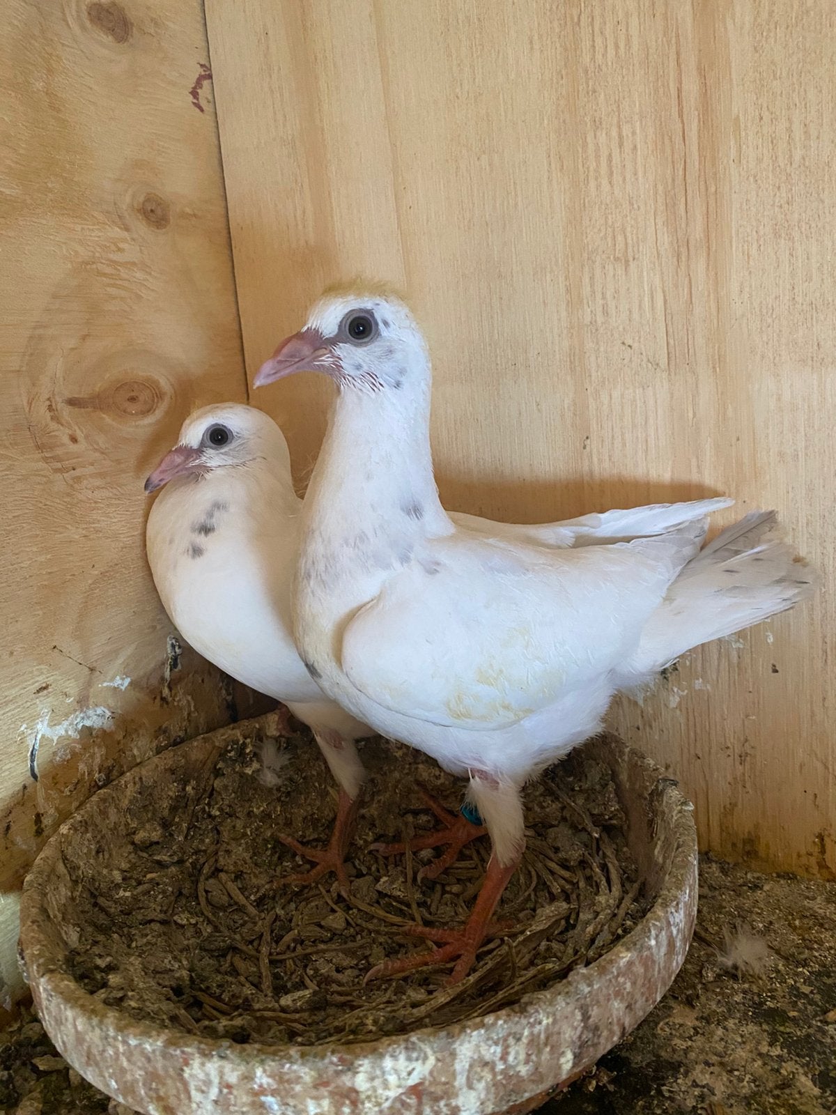 Witte postduiven lijn gert cirkel, Dieren en Toebehoren, Vogels | Duiven, Meerdere dieren, Postduif