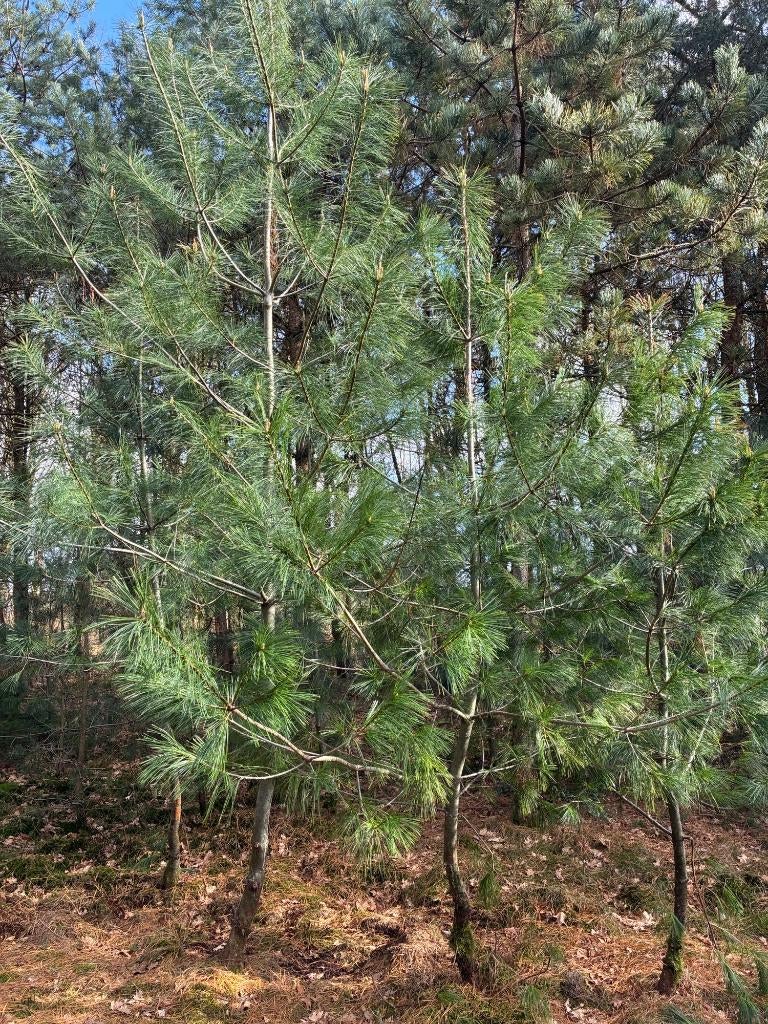 Chinese Dennen te koop, Tuin en Terras, Planten | Bomen, Overige soorten, 400 cm of meer, Volle zon, Bloeit niet, Ophalen