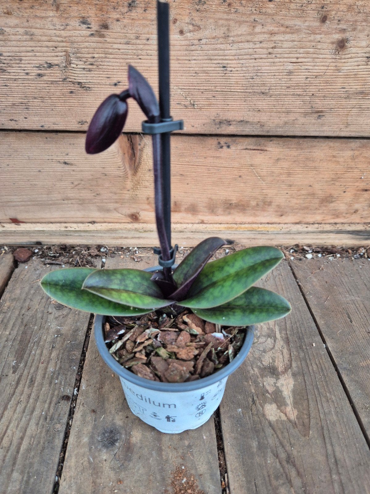 Orchidee Paphiopedilum p9 (H), Ophalen of Verzenden, Halfschaduw, Minder dan 100 cm