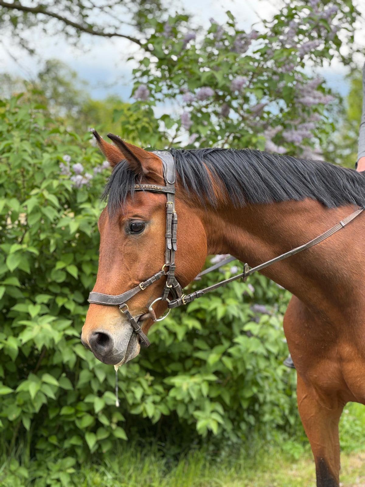 Super knappe dressuur ruin L2, Dieren en Toebehoren, Met stamboom, Ruin, Dressuurpaard, 3 tot 6 jaar