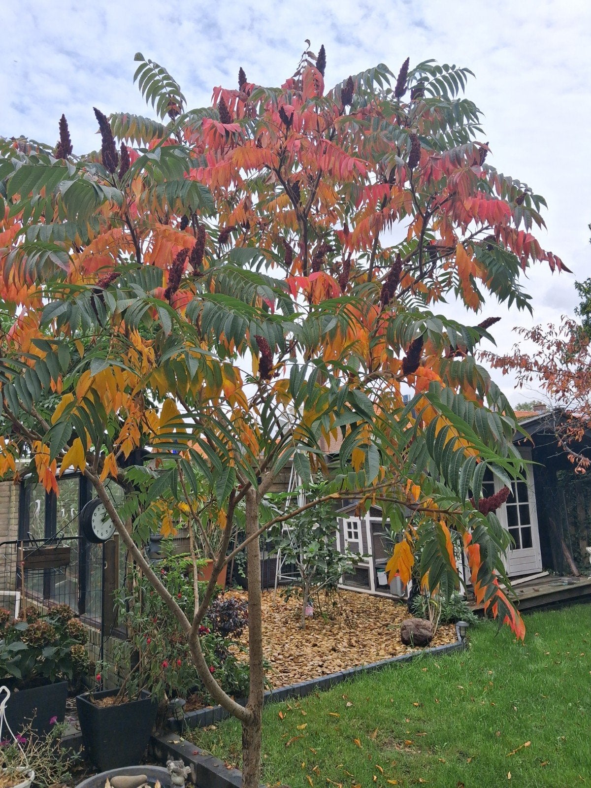 mooie uitloper van de fluweelboom Rhus, Tuin en Terras, Ophalen, Halfschaduw, Overige soorten