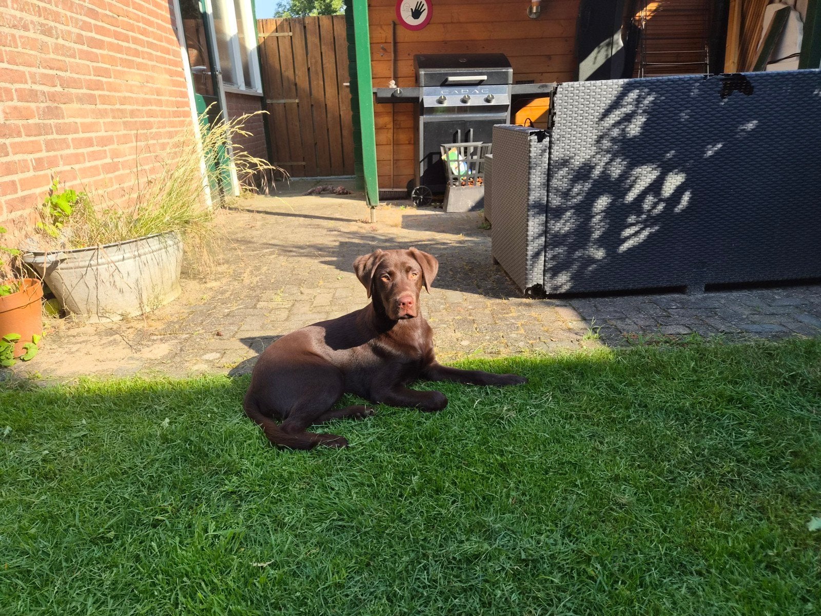 Lieve bruine Labrador reu "Bear" zoekt een gouden mandje, Dieren en Toebehoren, 15 weken tot 1 jaar, Reu, Labrador retriever, Eén hond