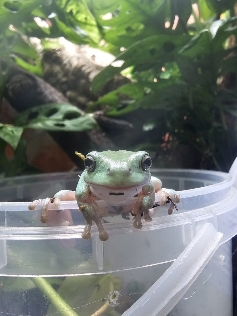 Koraalteen boomkikker / Litoria caerulea Frog - female for sale from Animal corner