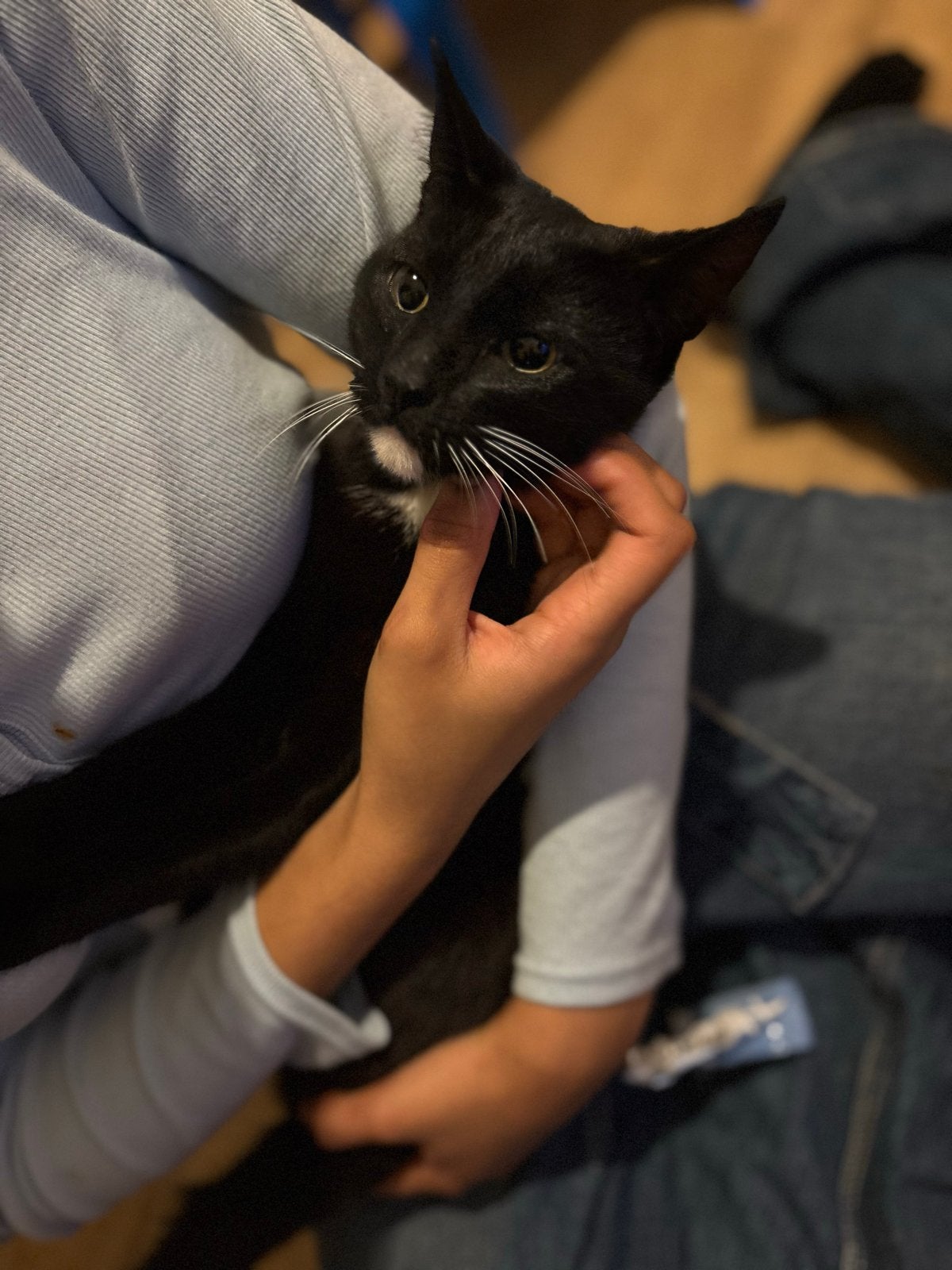 Moeder poes en 2 kittens zoeken een nieuw thuis, Dieren en Toebehoren, Meerdere dieren