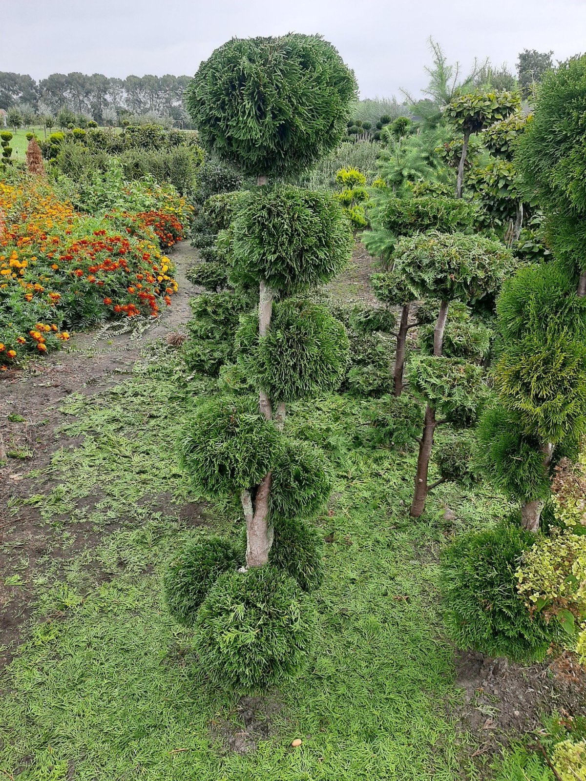 Thuja occidentalis Smaragd - Multibollen Pompon Vormsnoei, Ophalen