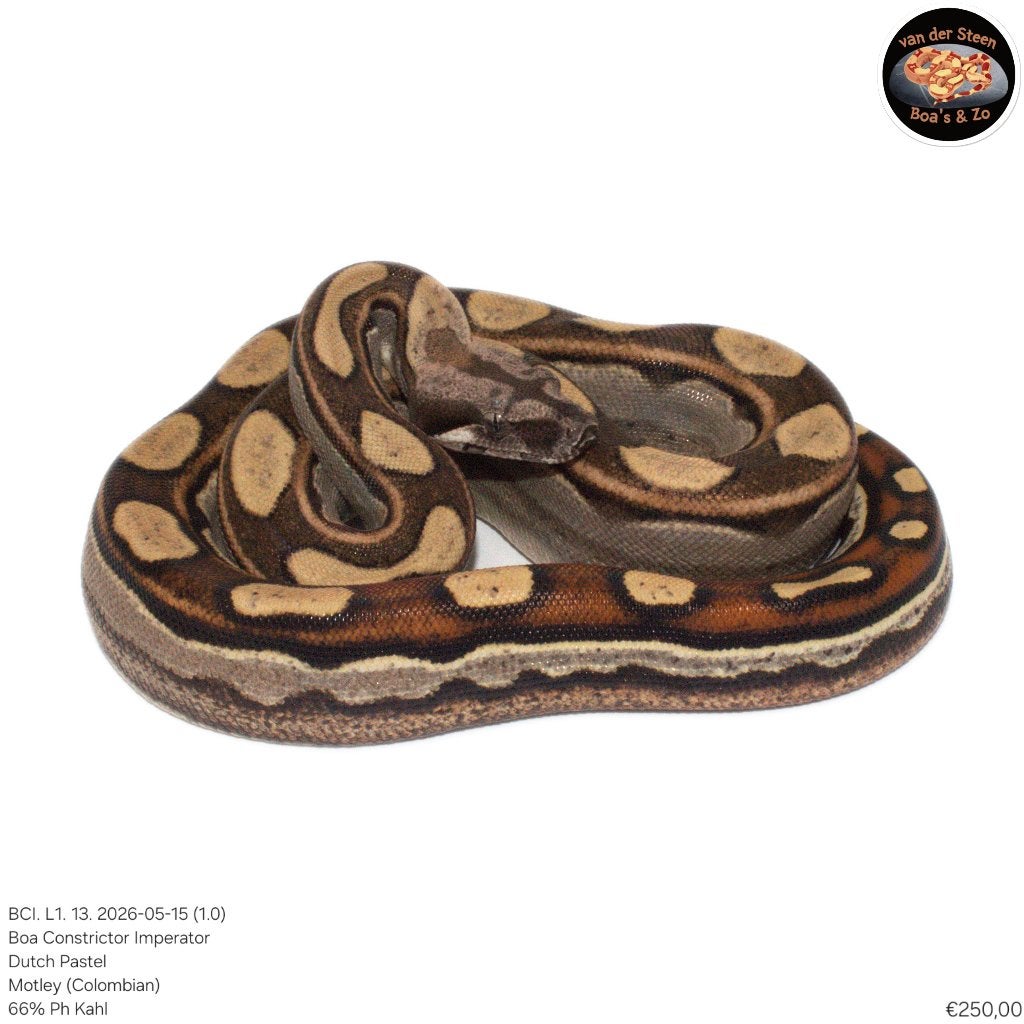 Boa Constrictor Imperator Litter 01 2026 Boa Constrictor photo 9