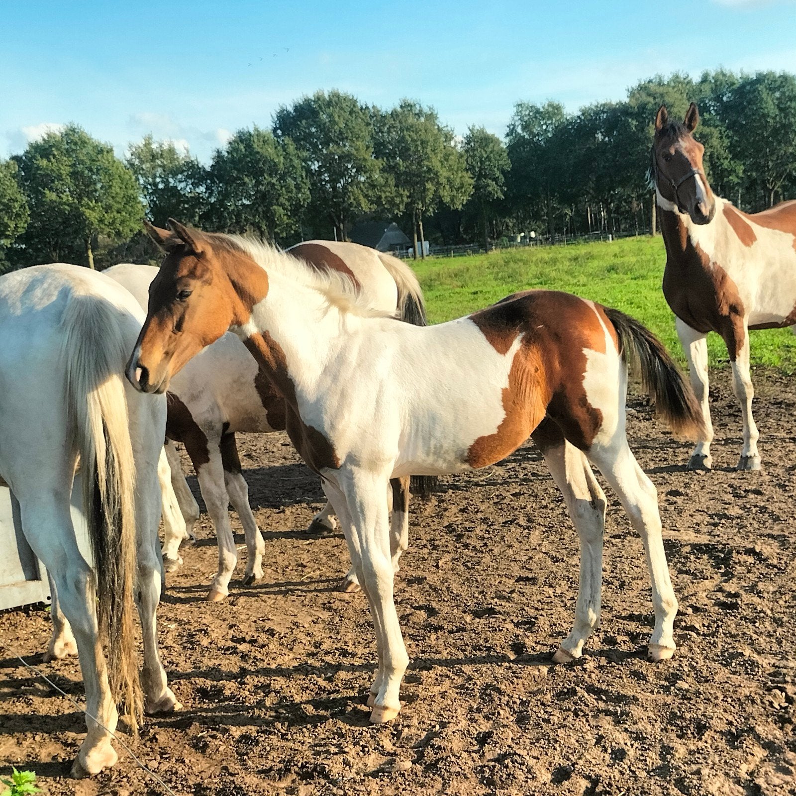 Prachtig  bont dressuur hengstveulen van Pjethro, Dieren en Toebehoren, Merrie, Dressuurpaard, 0 tot 2 jaar