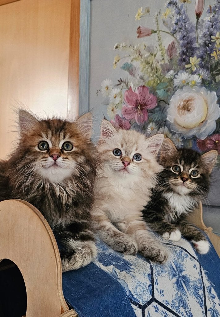 Neva Masquerade & Siberische kittens met stamboom, Dieren en Toebehoren, Katten en Kittens | Raskatten | Langhaar, Meerdere dieren