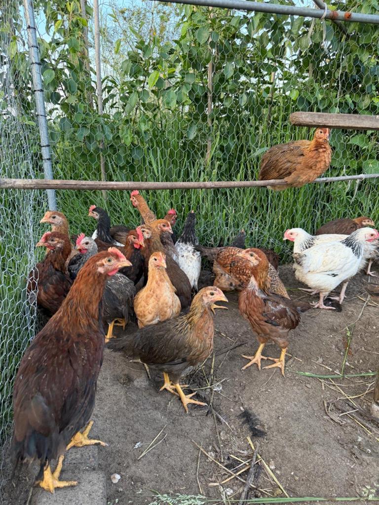 Kuikens te koop 8 weken oud, Dieren en Toebehoren, Pluimvee, Meerdere dieren, Kip
