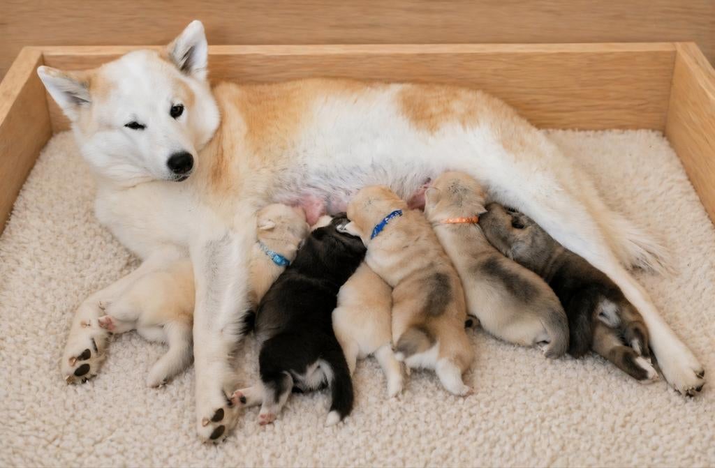 GEBOREN !!! Pups  Alaskan Malamute ..Jap.Akita x Samojeed, Dieren en Toebehoren, Honden | Poolhonden, Keeshonden en Oertypen, Parvo