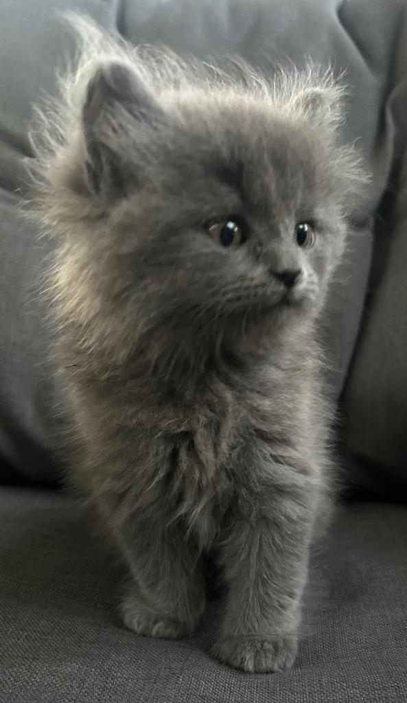 5 prachtige Britse langhaar korthaar kittens katers poes, Dieren en Toebehoren, Katten en Kittens | Raskatten | Langhaar, Meerdere dieren